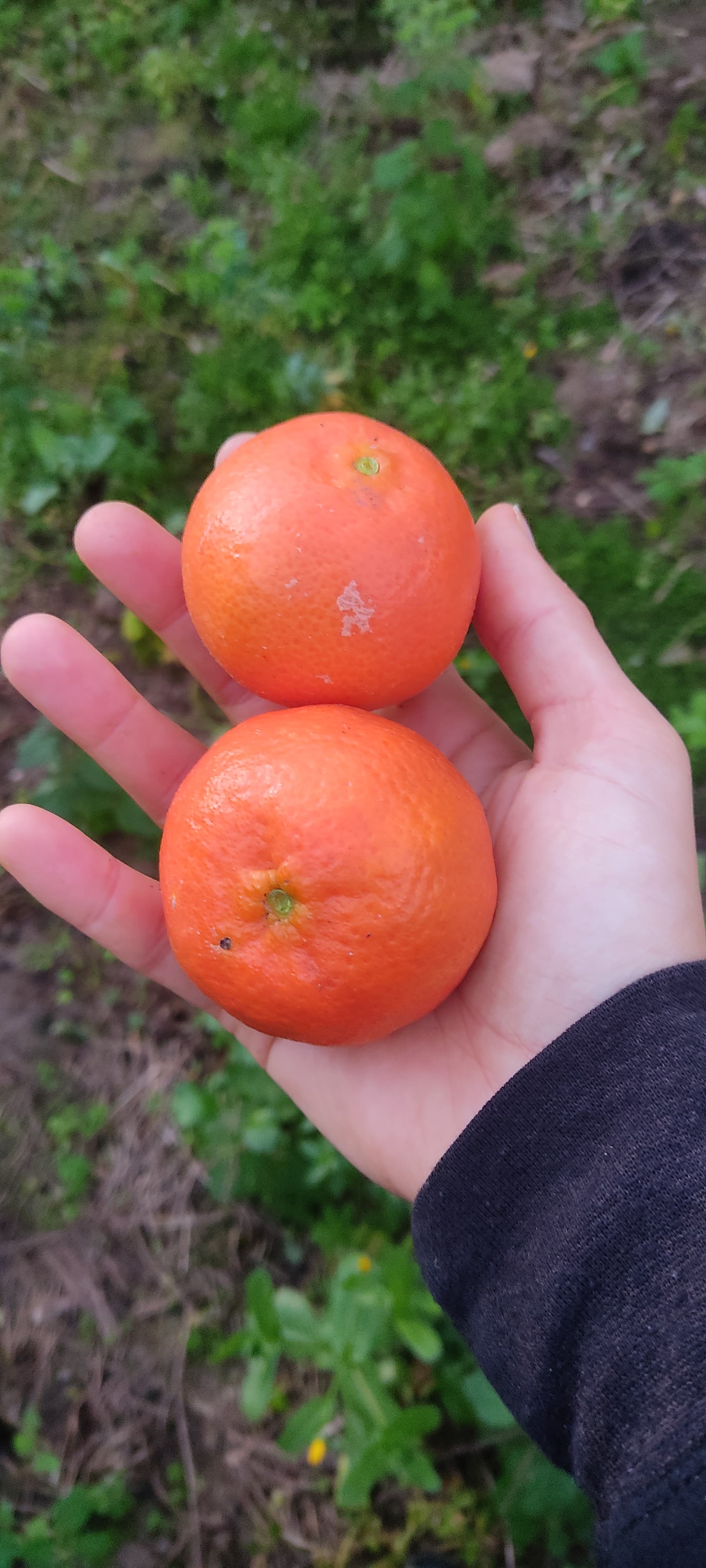 Clementinas biológicas (produção nacional)