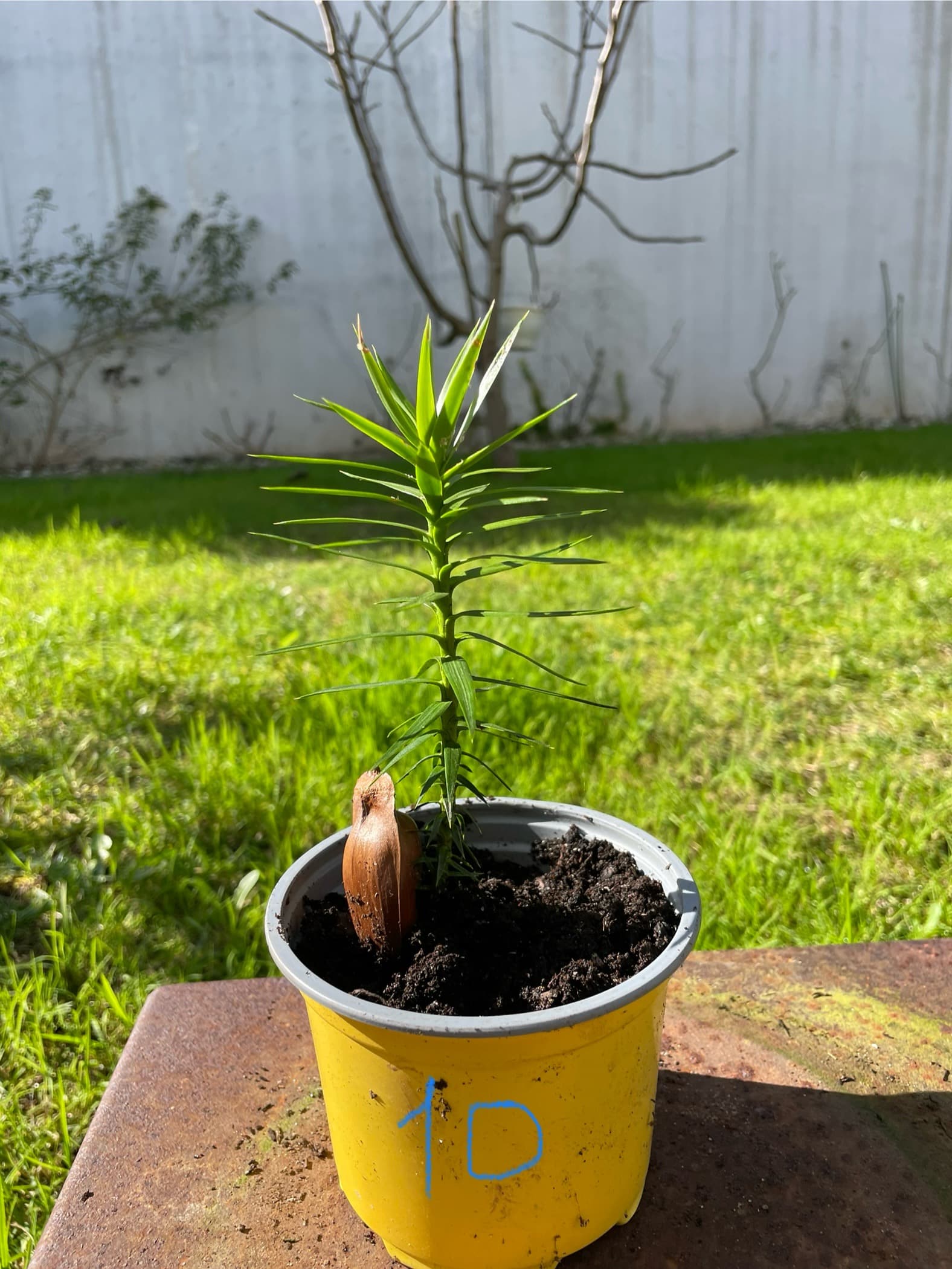 Planta Araucária ( Pinheiro Brasileiro)