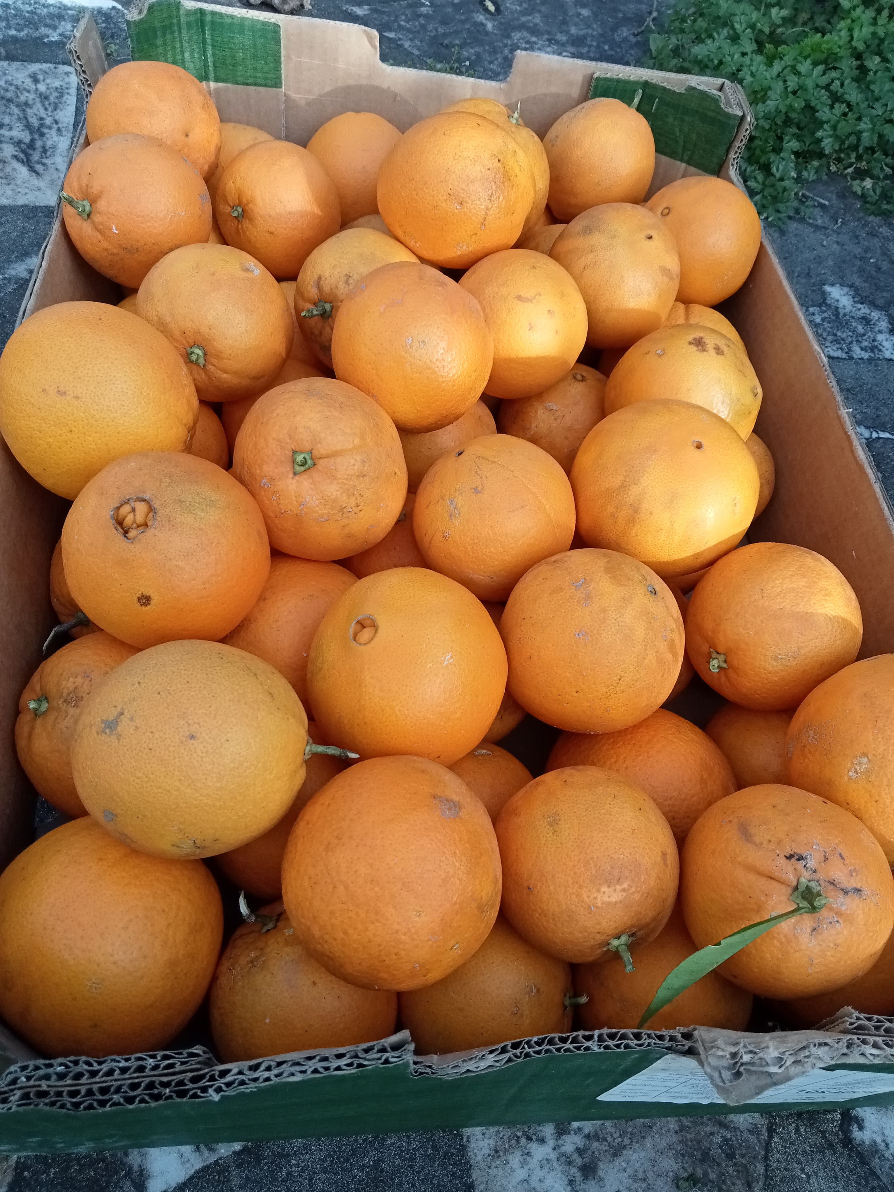 Laranja biológica