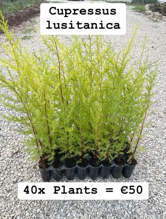 Cedros - Cupressus lusitanica - 40x 50cm plugs
