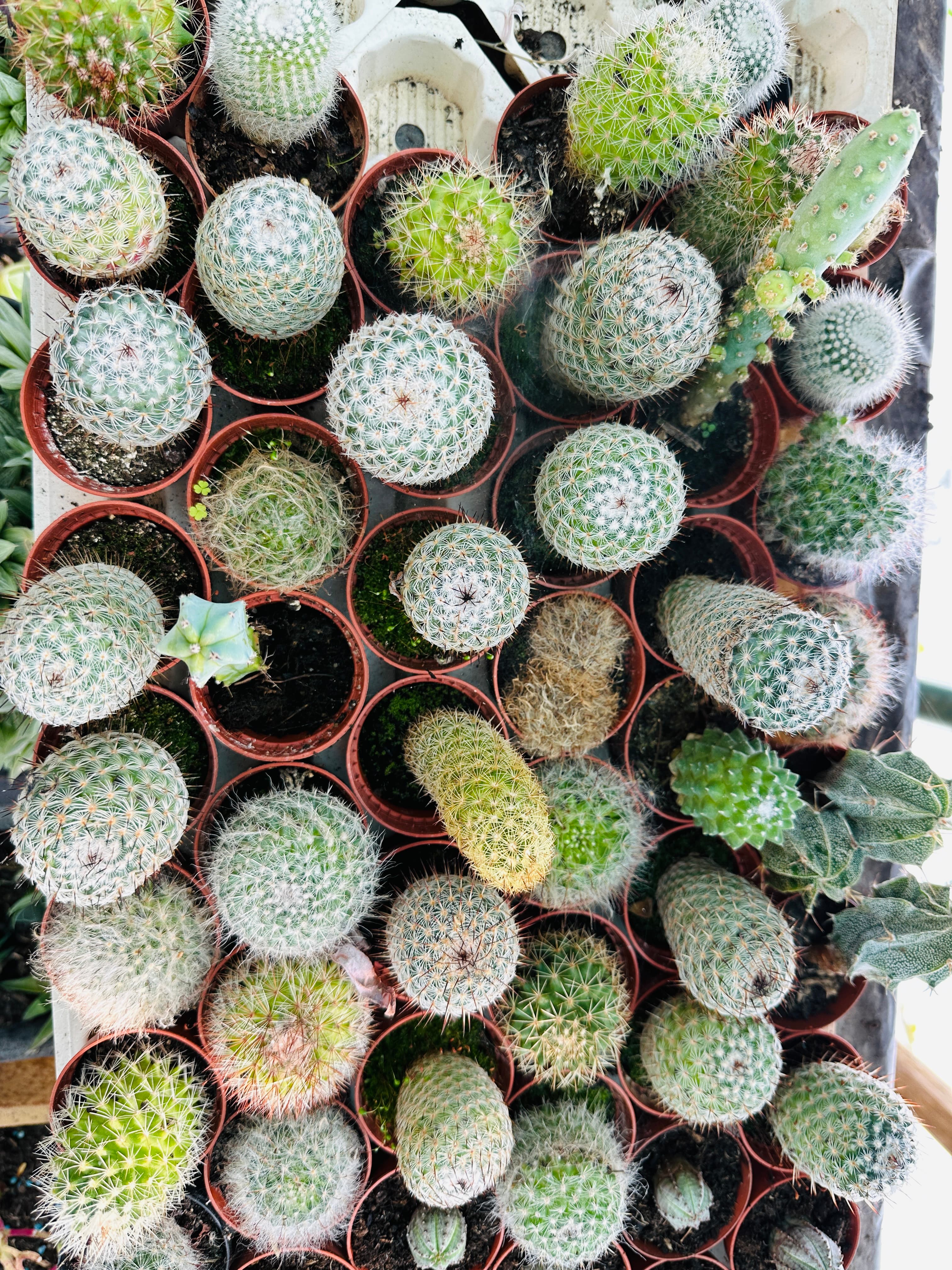 20 cactos de coleção preço especial