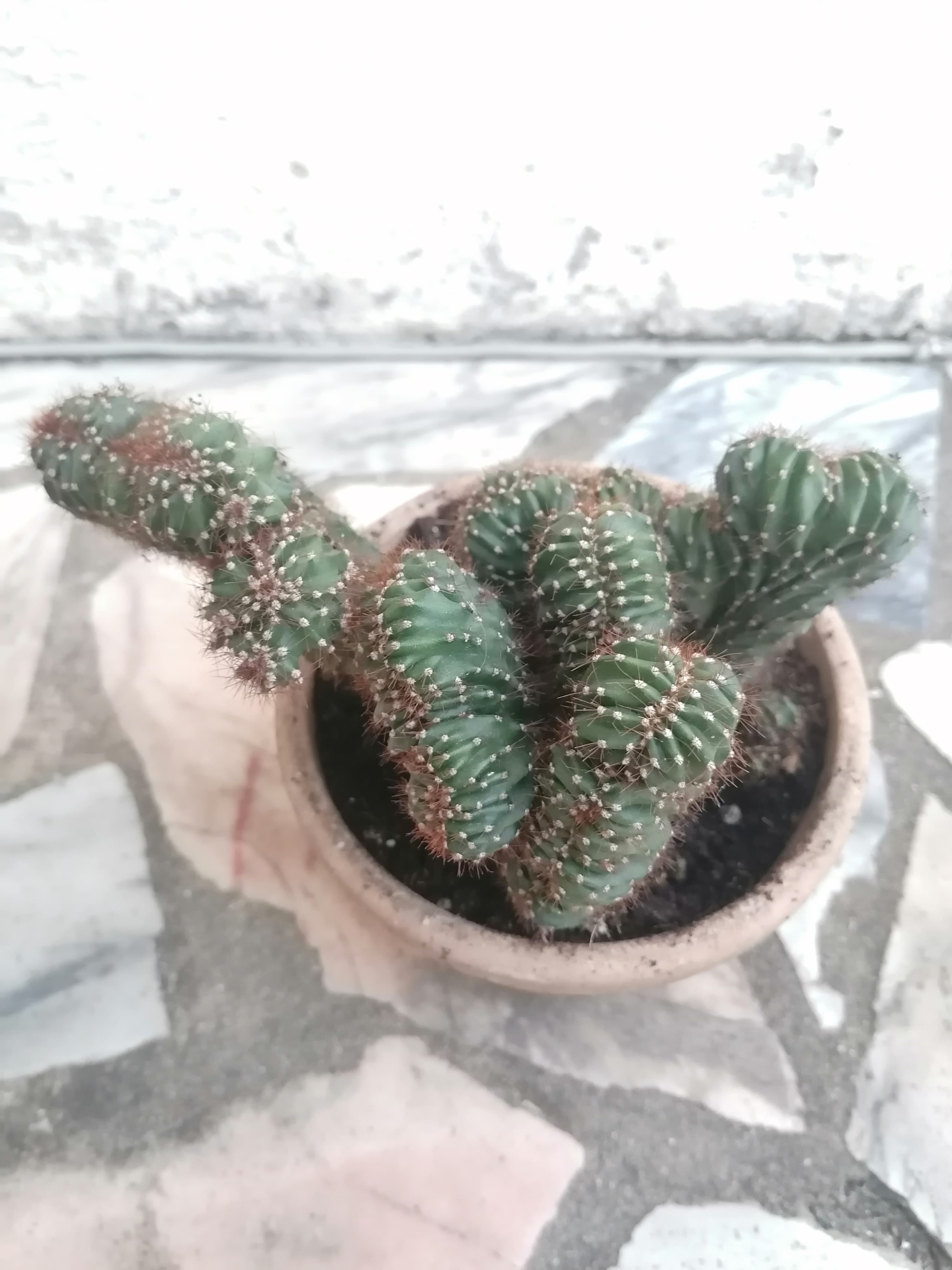 Catos