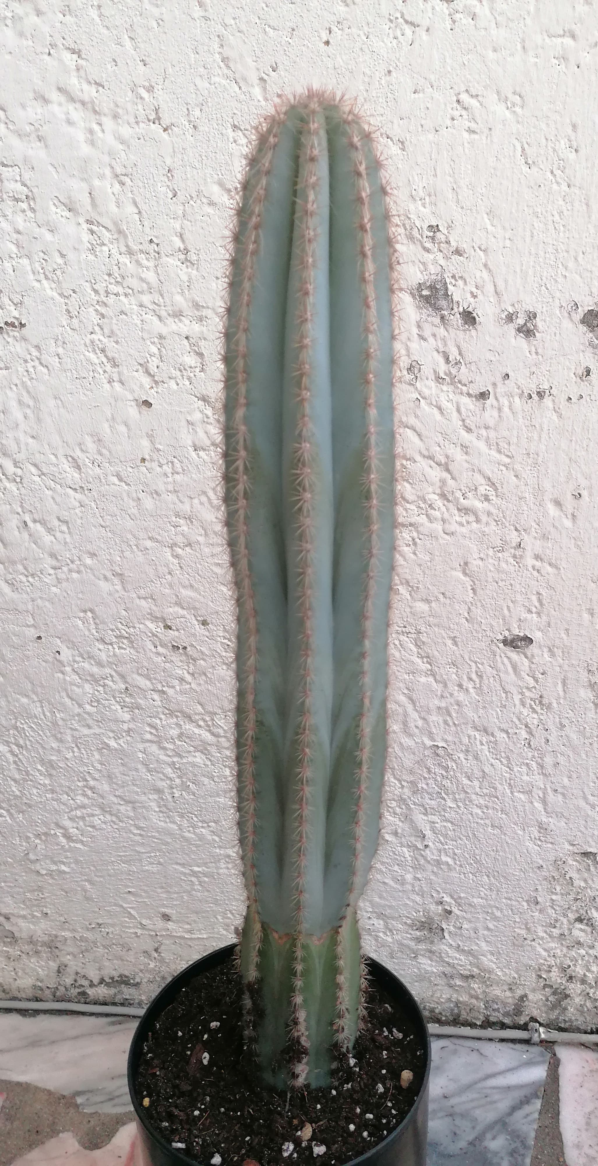 Catos