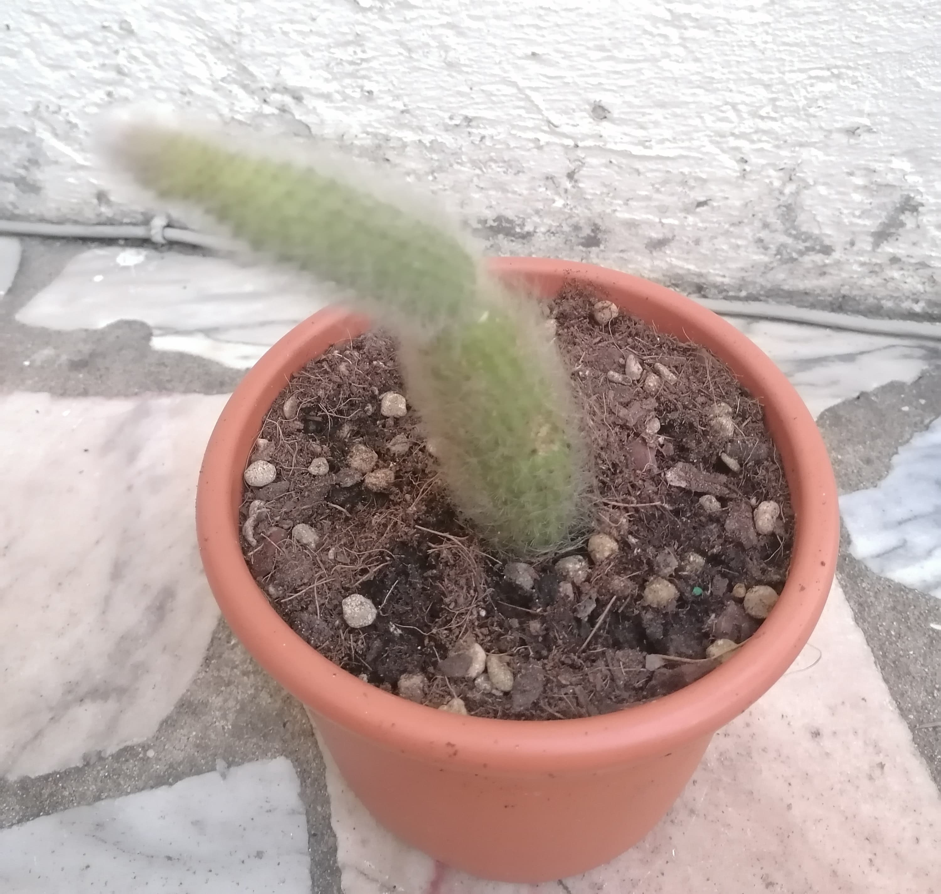 Catos