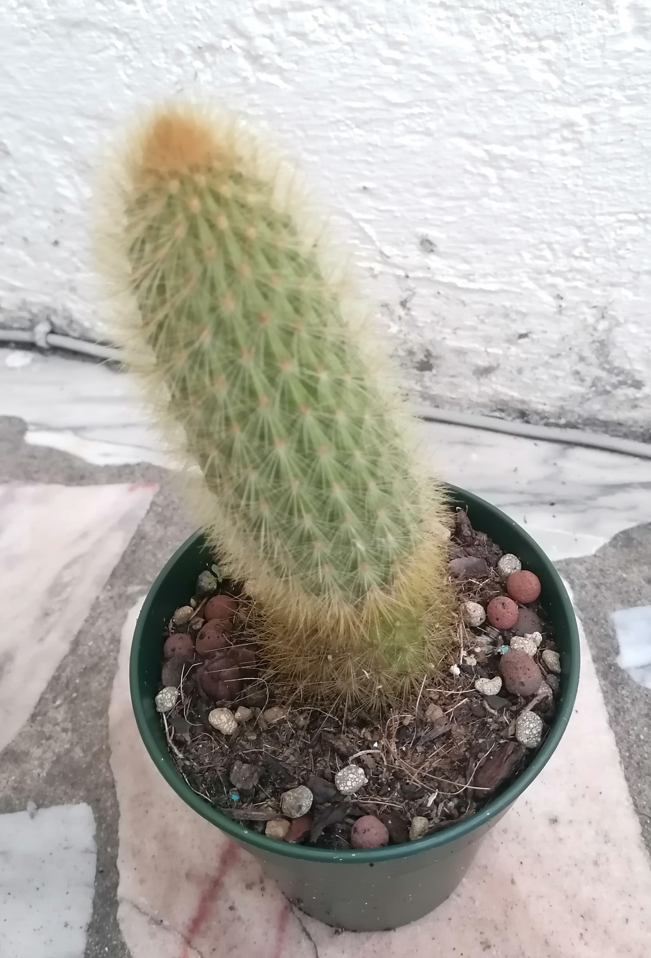 Catos