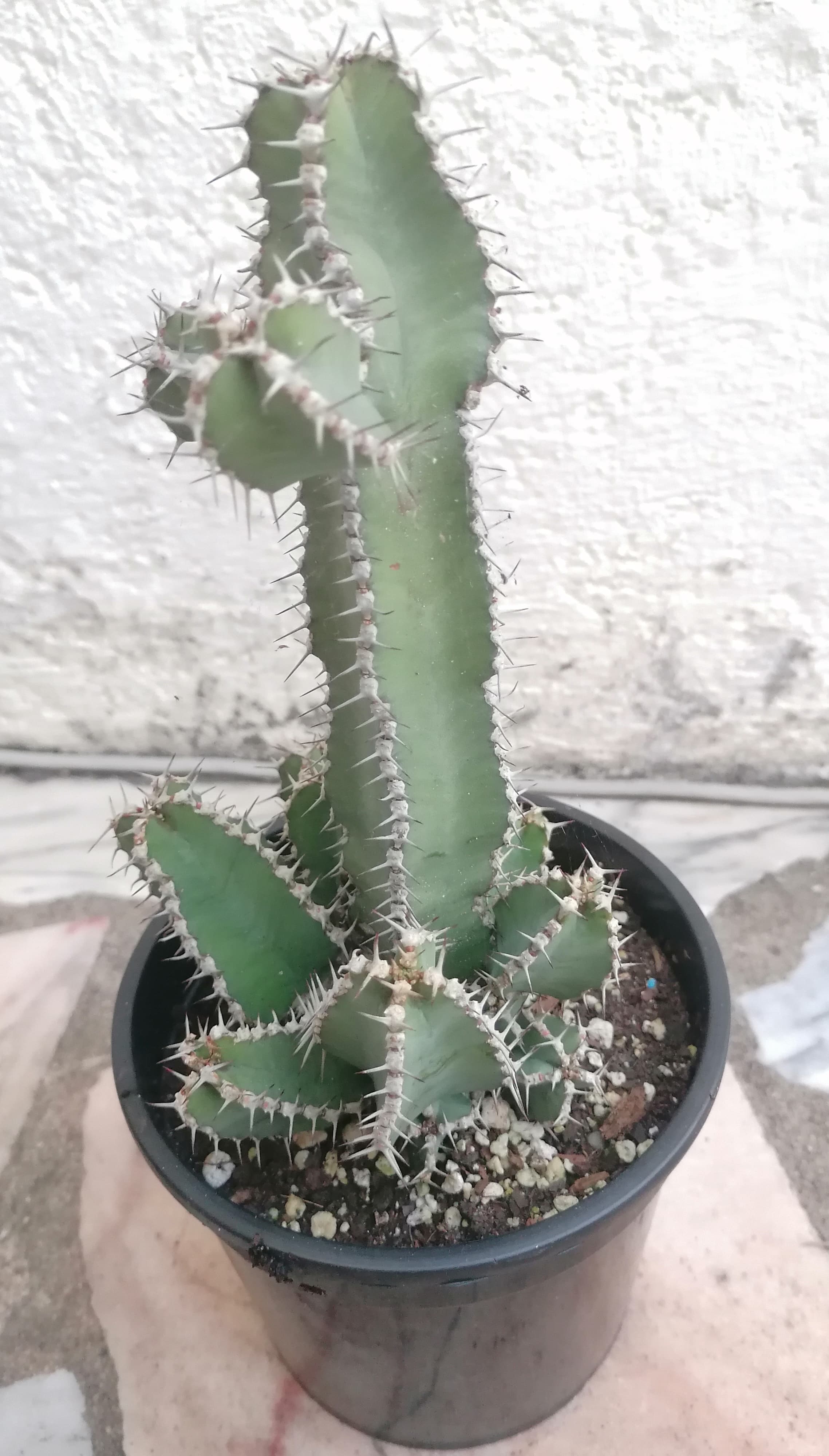 Catos