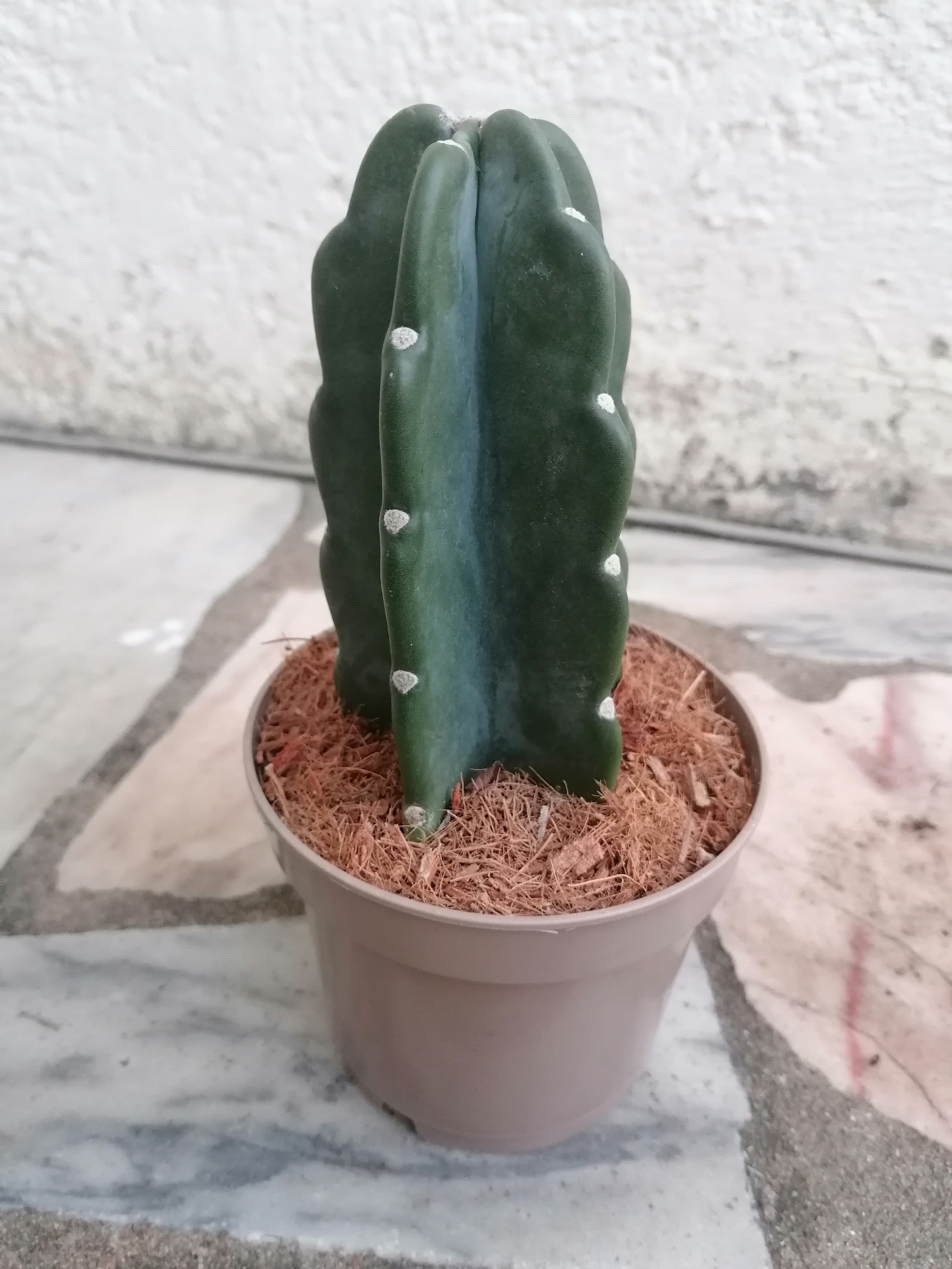 Catos