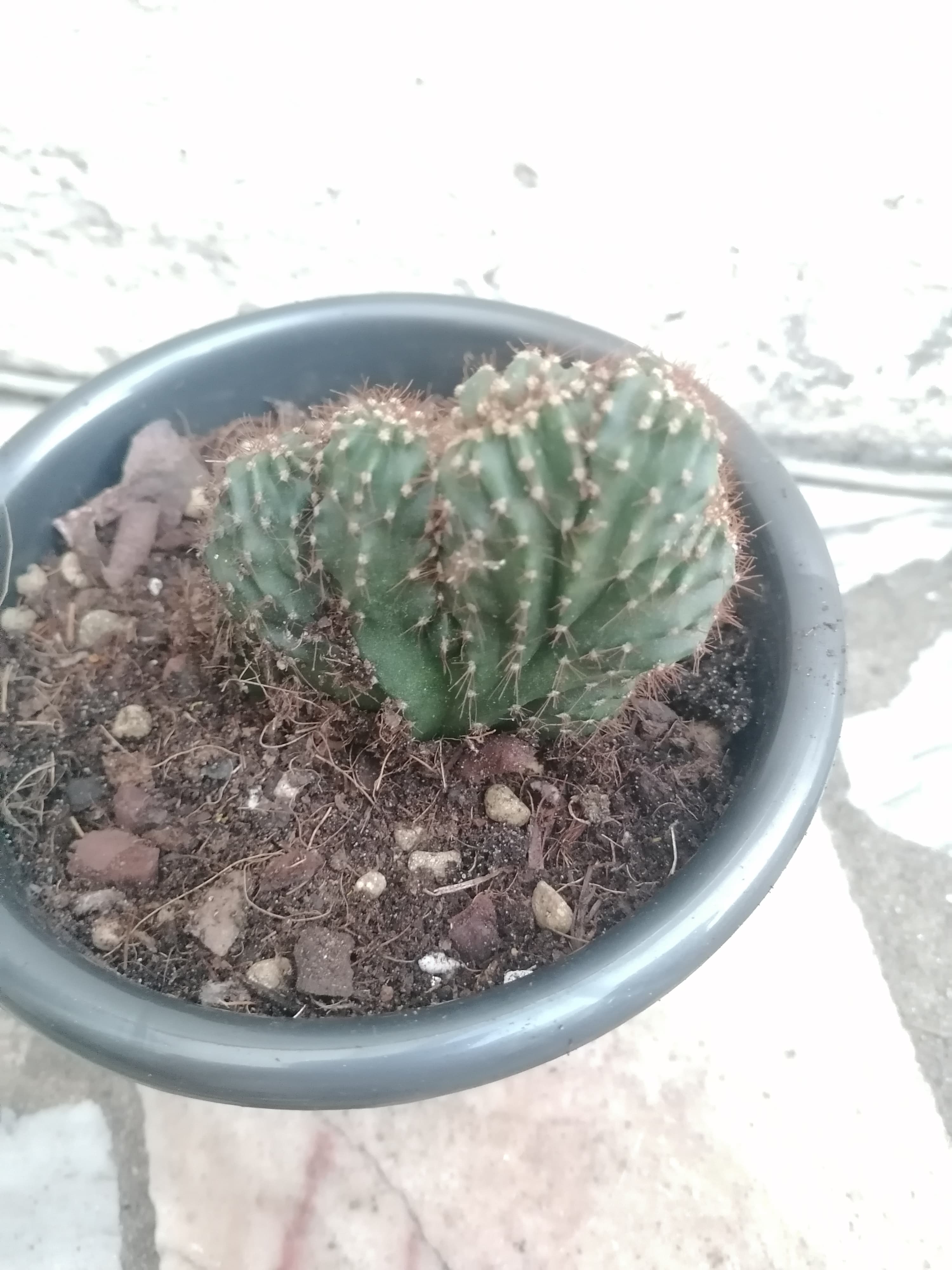 Catos