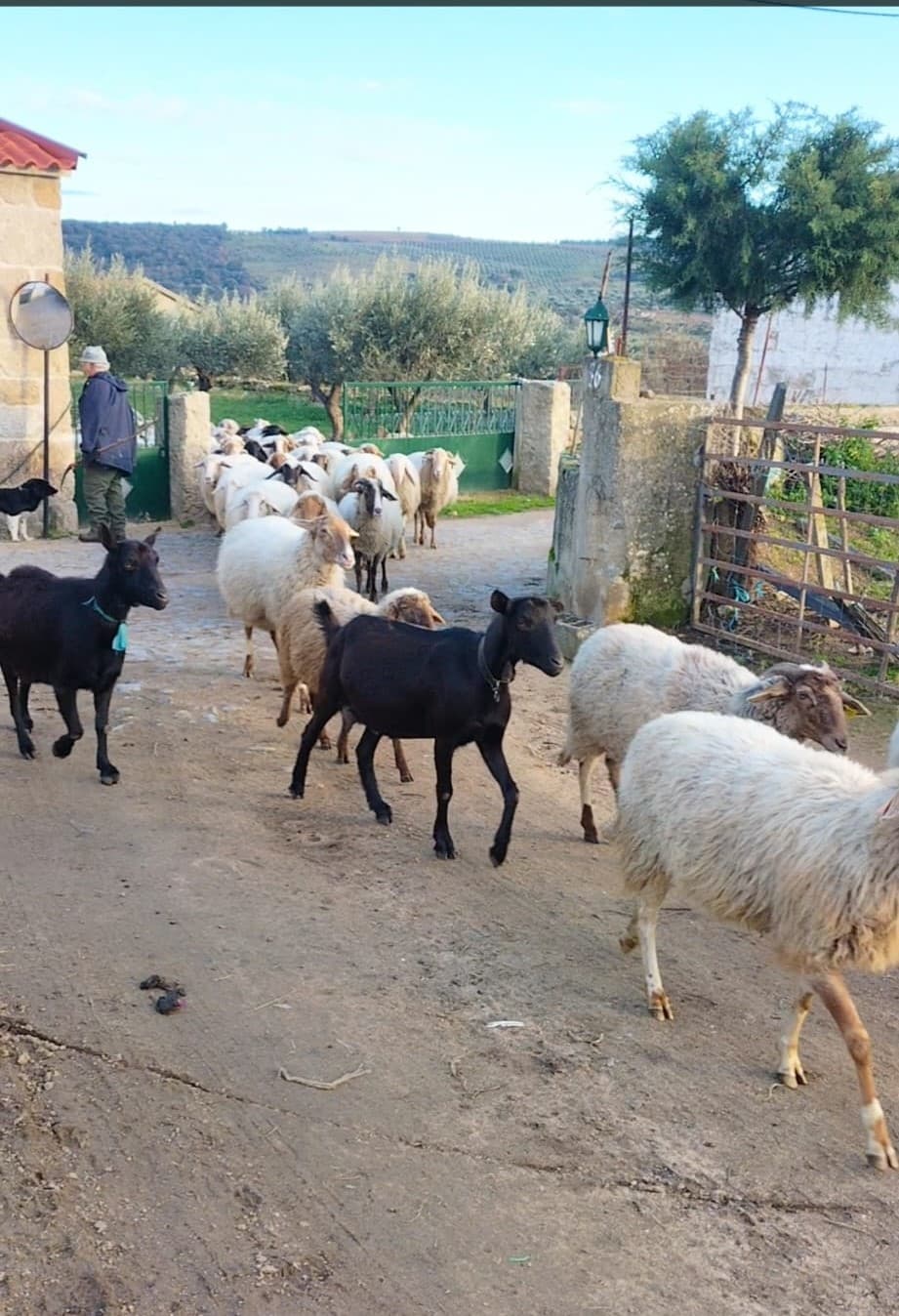 Venda de gado Ovino e Caprino
