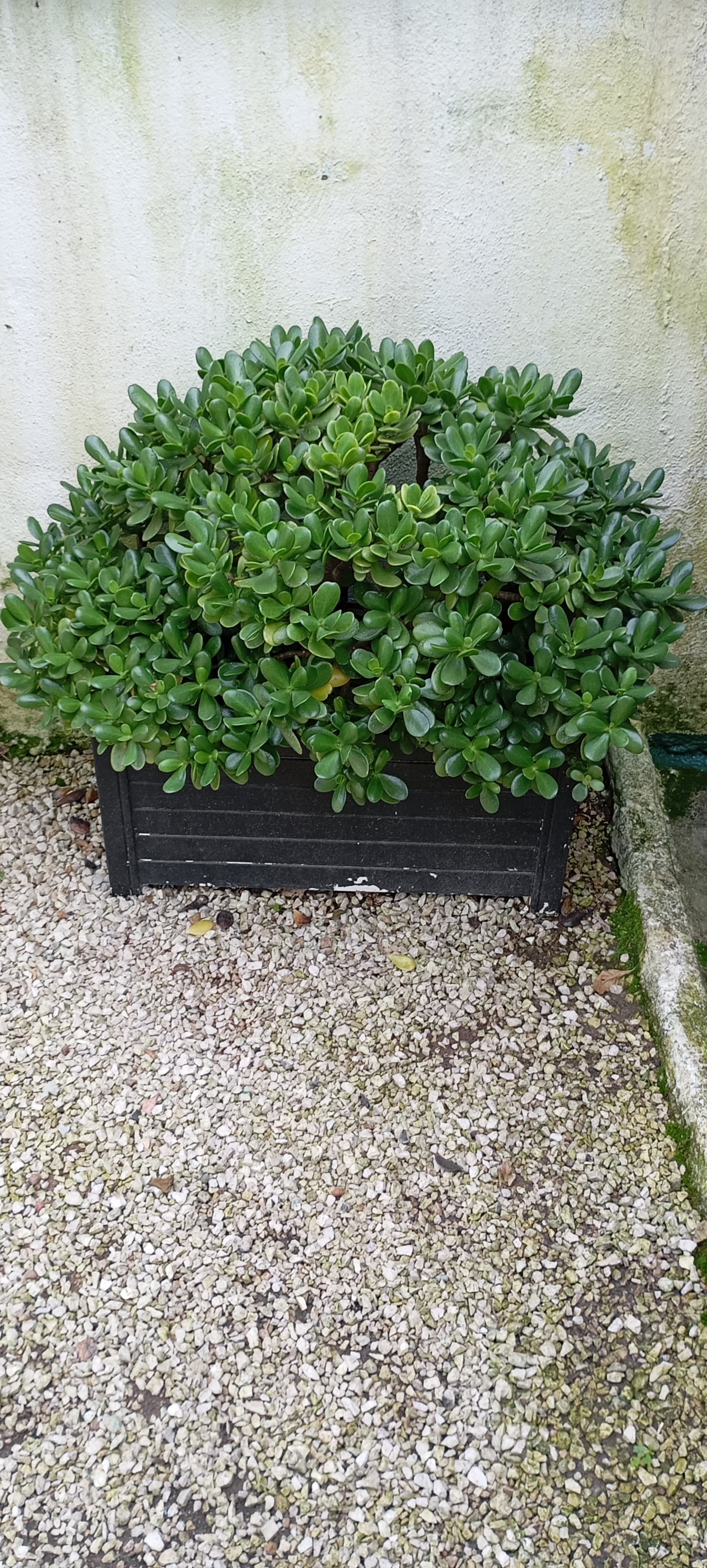 Planta jade muito bonita