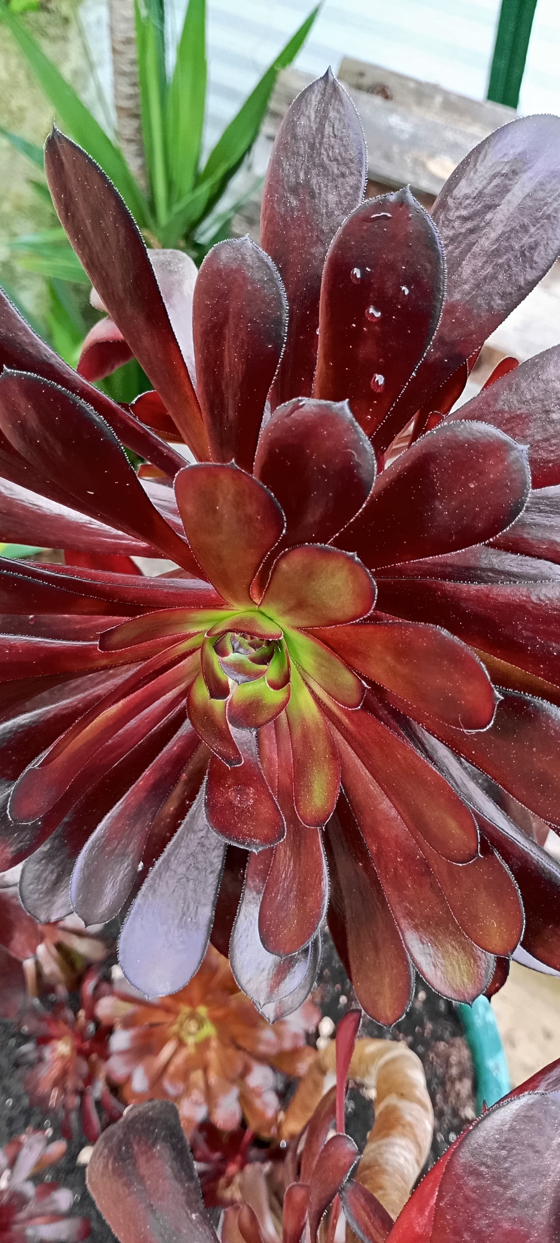Aeonium, suculenta resistente e fácil de cuidar