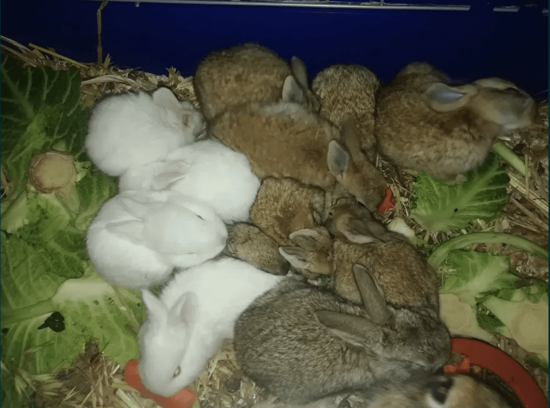 Coelhos/ coelhas para cria ou consumo