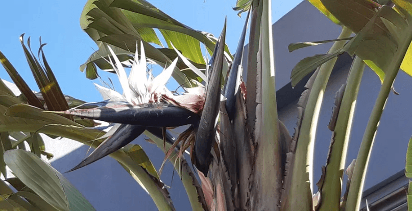 Sementes estrelicia gigante branca 2 un (Strelitzia Augusta)
