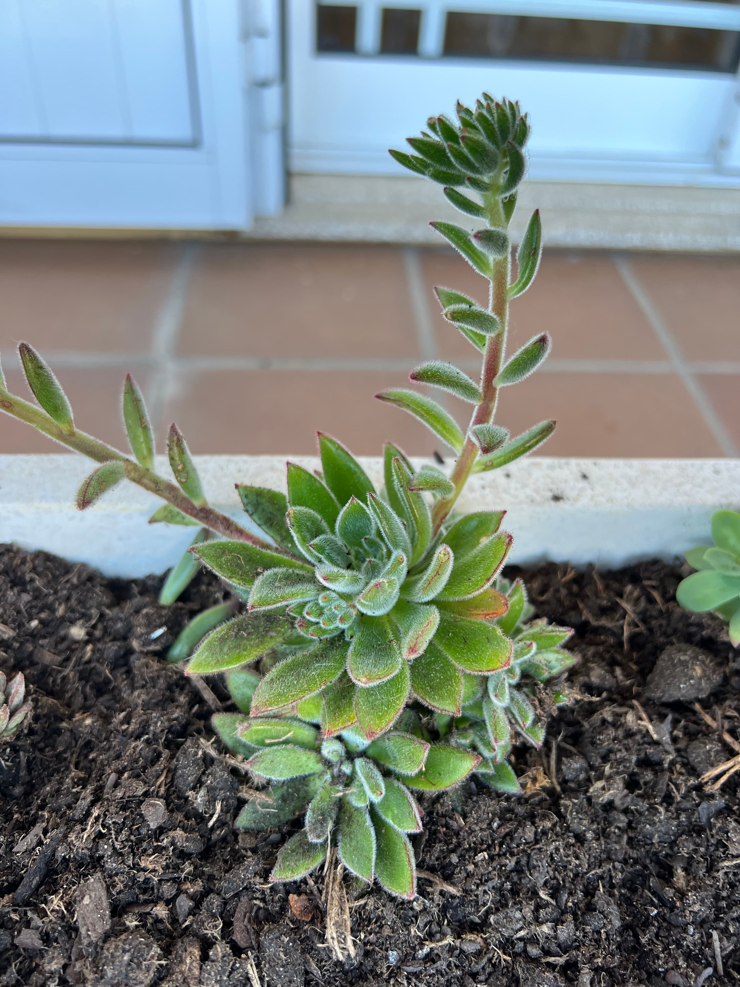 Suculenta Echeveria Set Oliver