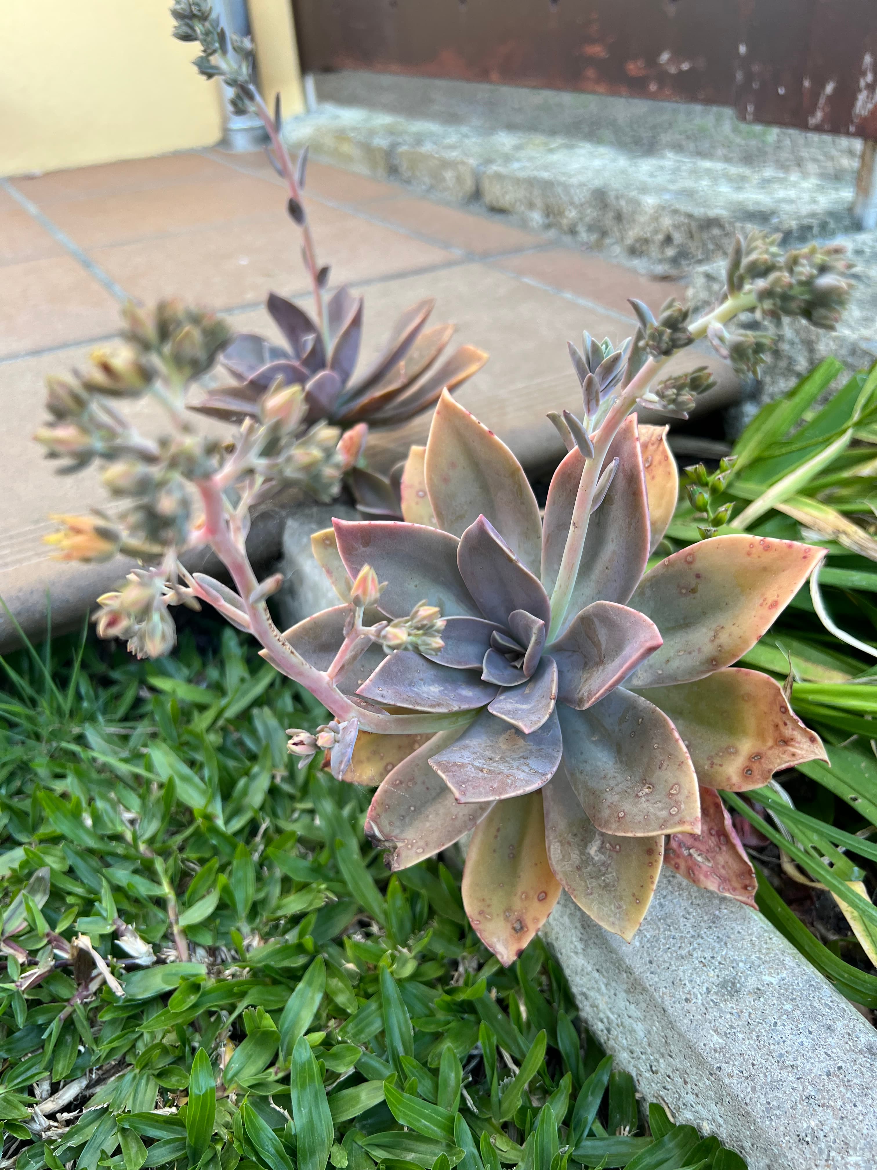 Suculenta Graptoveria Fred Yves