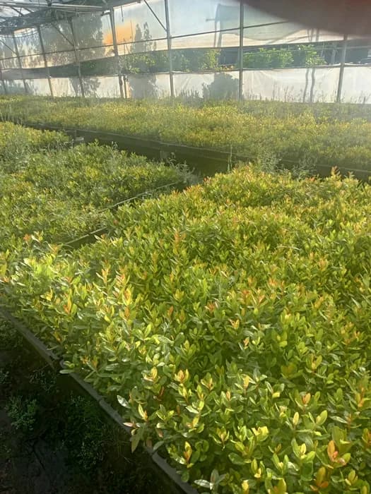 Medronheiro "Arbutus unedo"