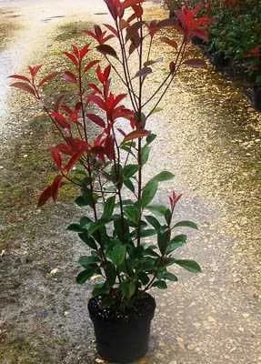 Fotínia "Red Robin" (Photinia) 60/80 cm