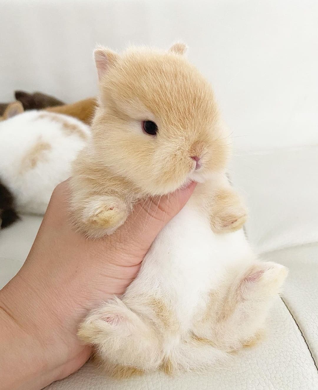 Coelhos anões minitoy, holandês mini e teddy