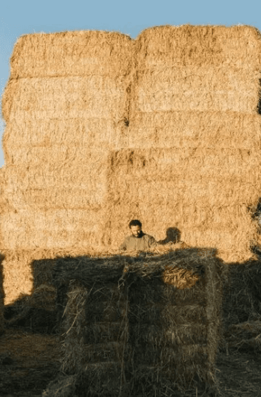 Fardos de Feno e Azevem 300kg