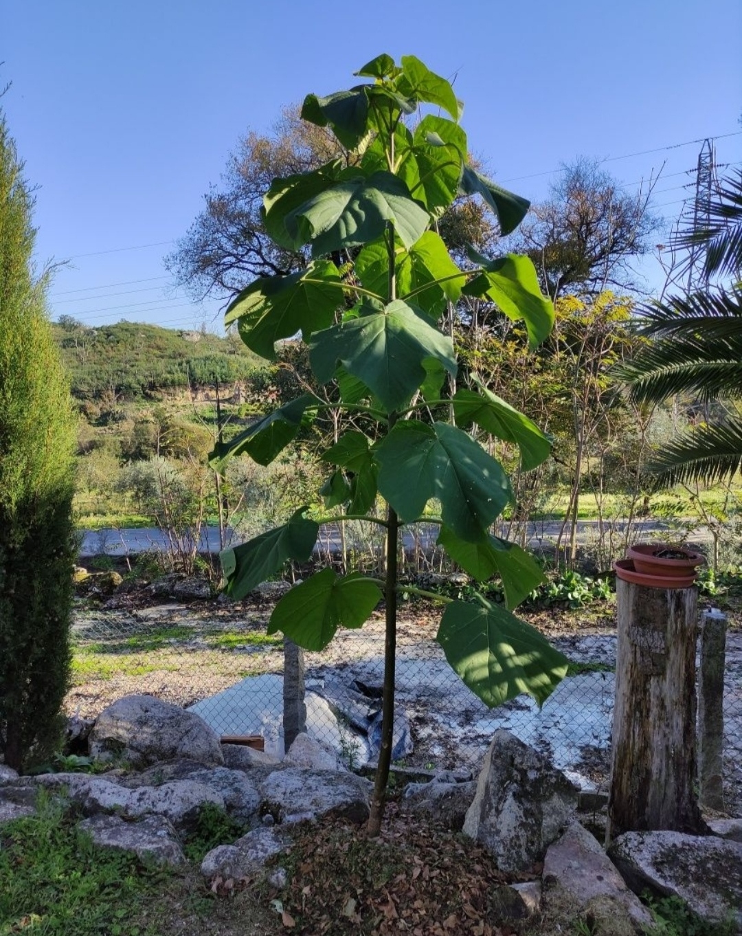 Paulownia Elongata, paulonia árvore
