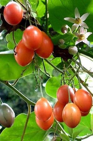 Sementes Tomate Maracujá ou Tamarilho