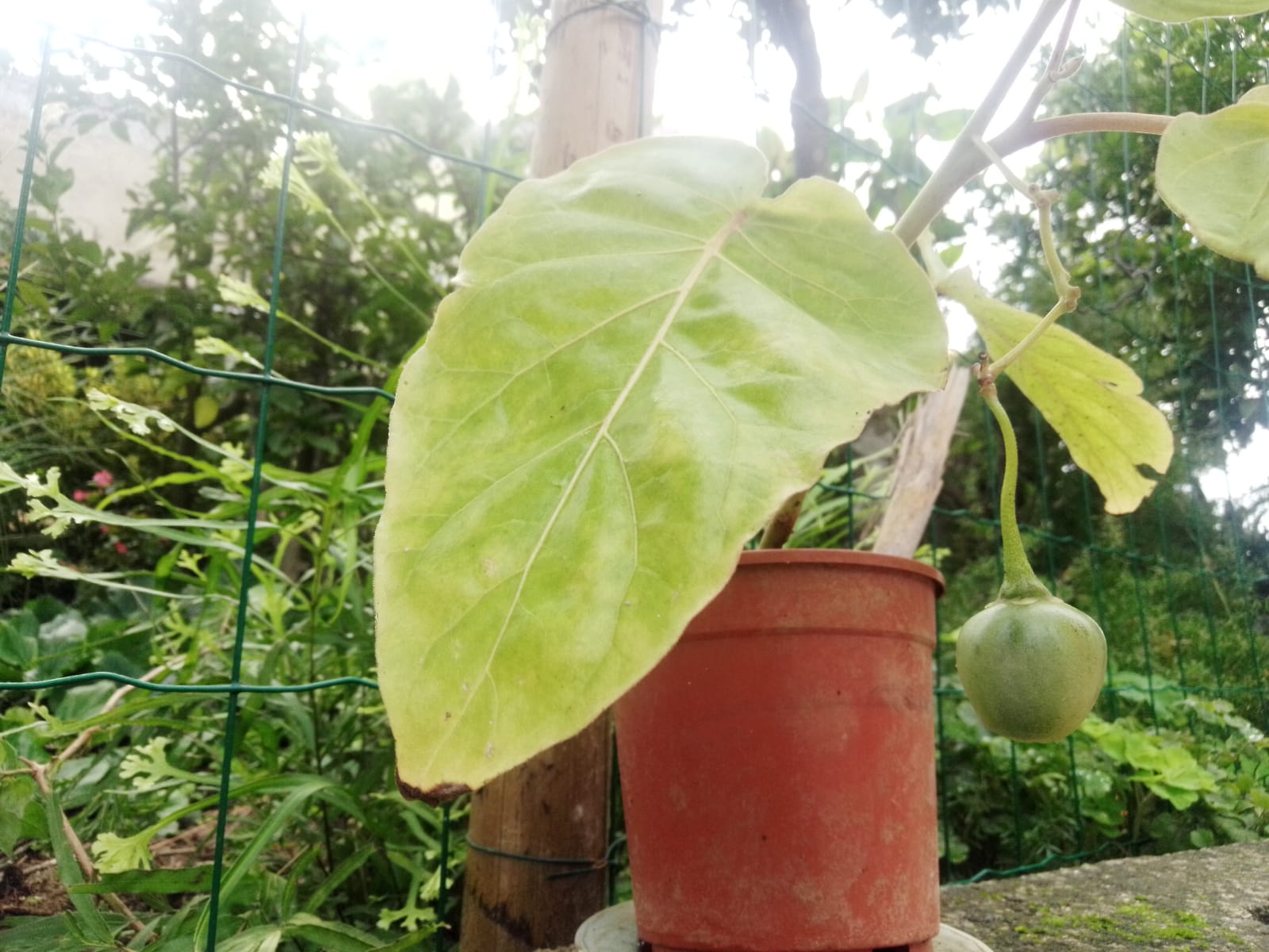 Tamarilho ou tomate – maracujá em planta de vaso