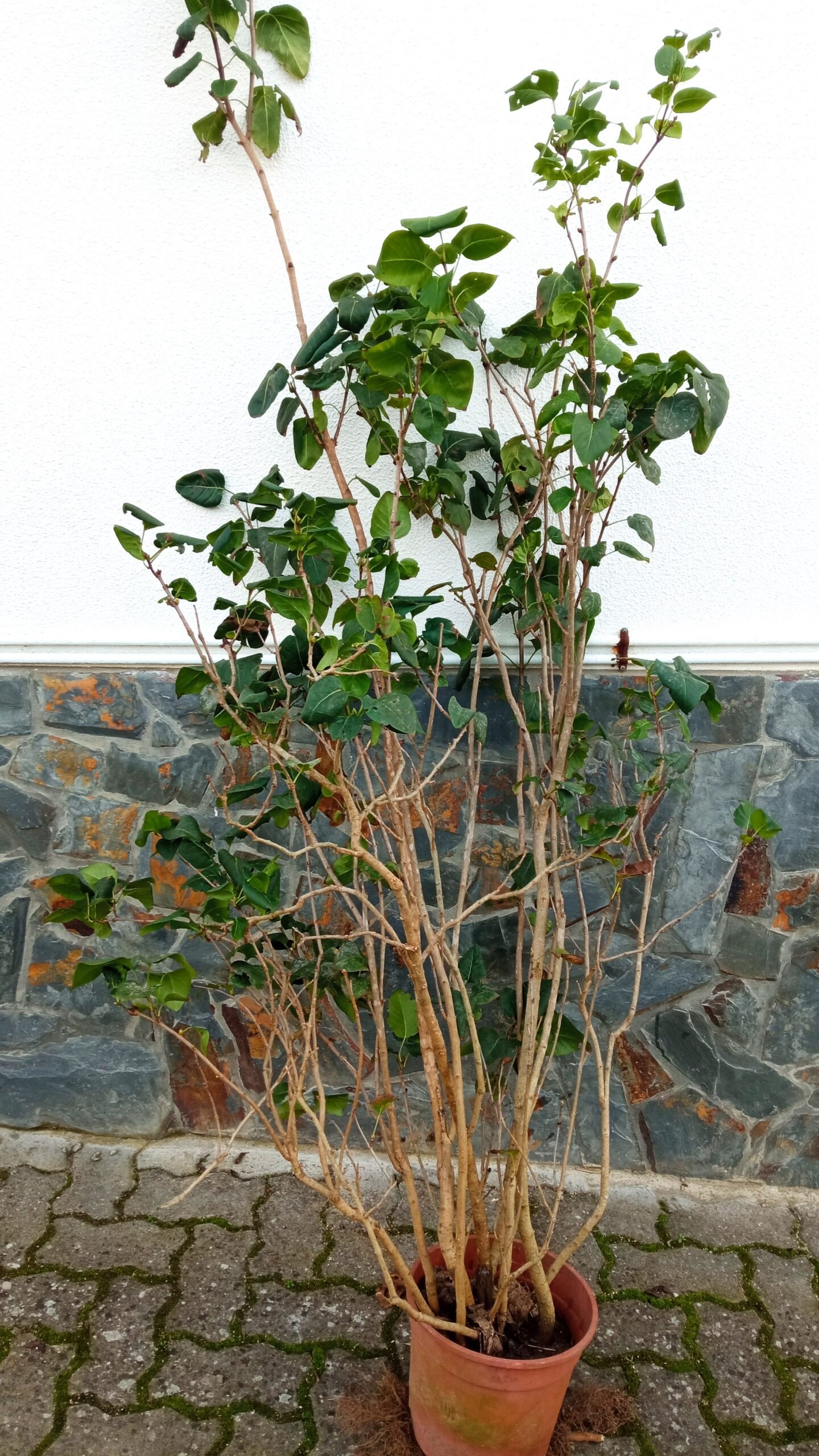 Syringa vulgaris 200cms de altura