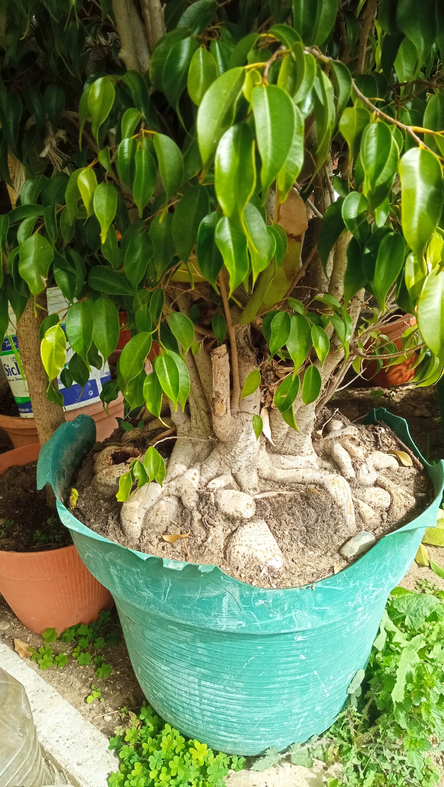 Ficus Benjamina com 200 cms