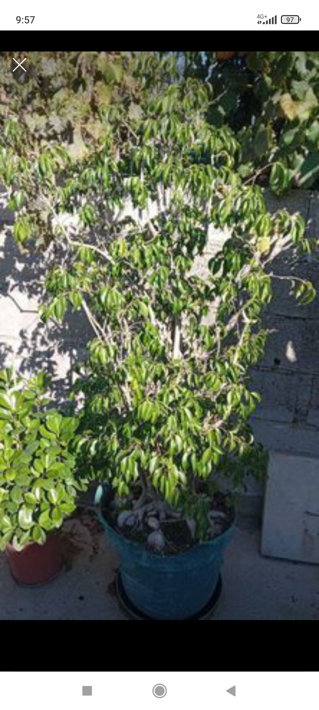 Ficus Benjamina com 200 cms
