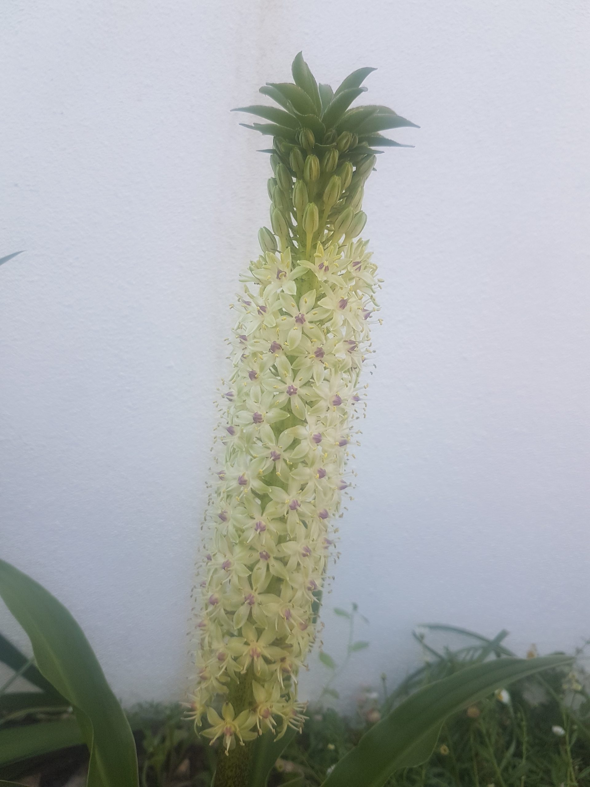 Eucomis flor ananás