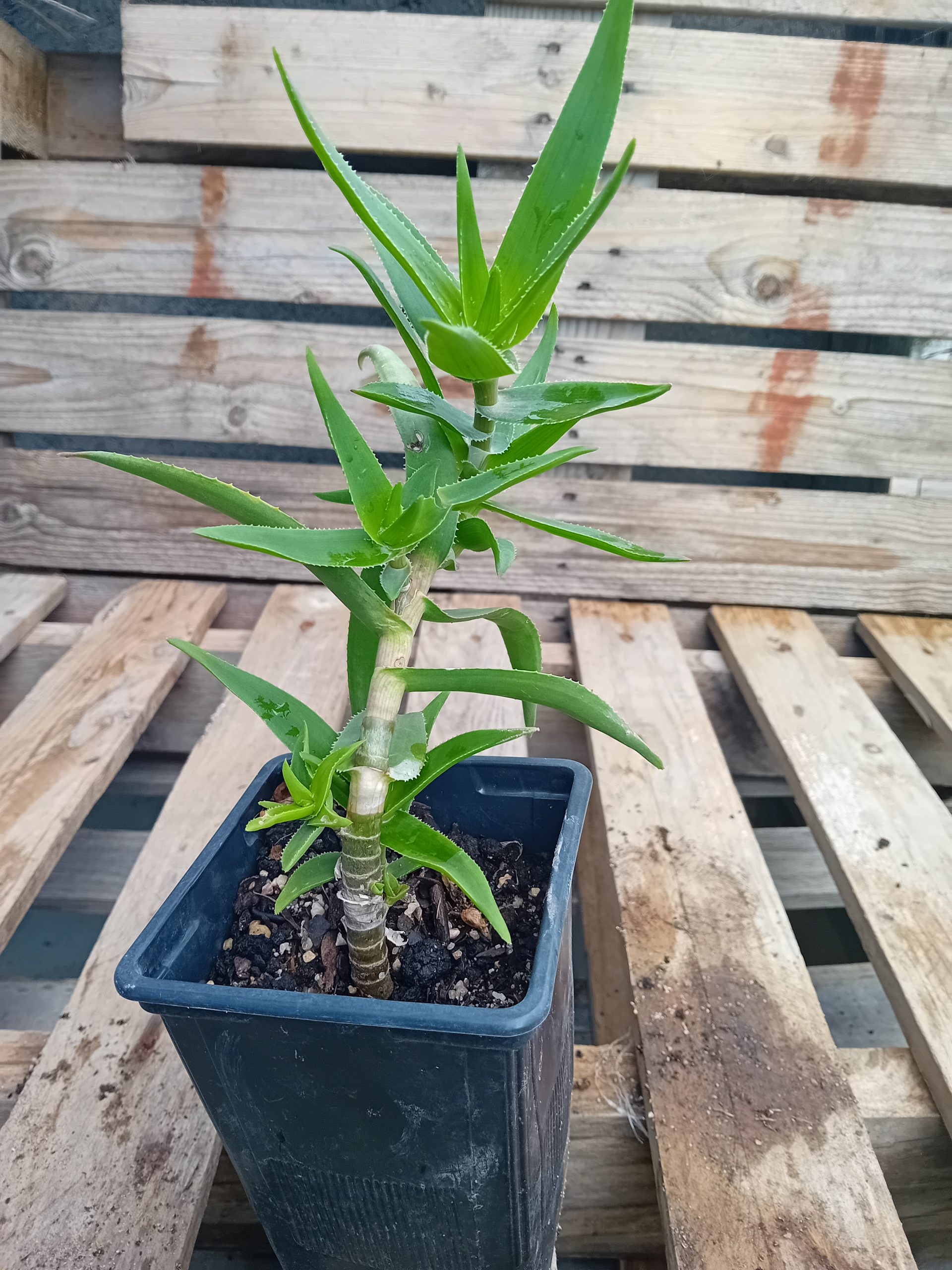 Aloe stratiatula suculenta