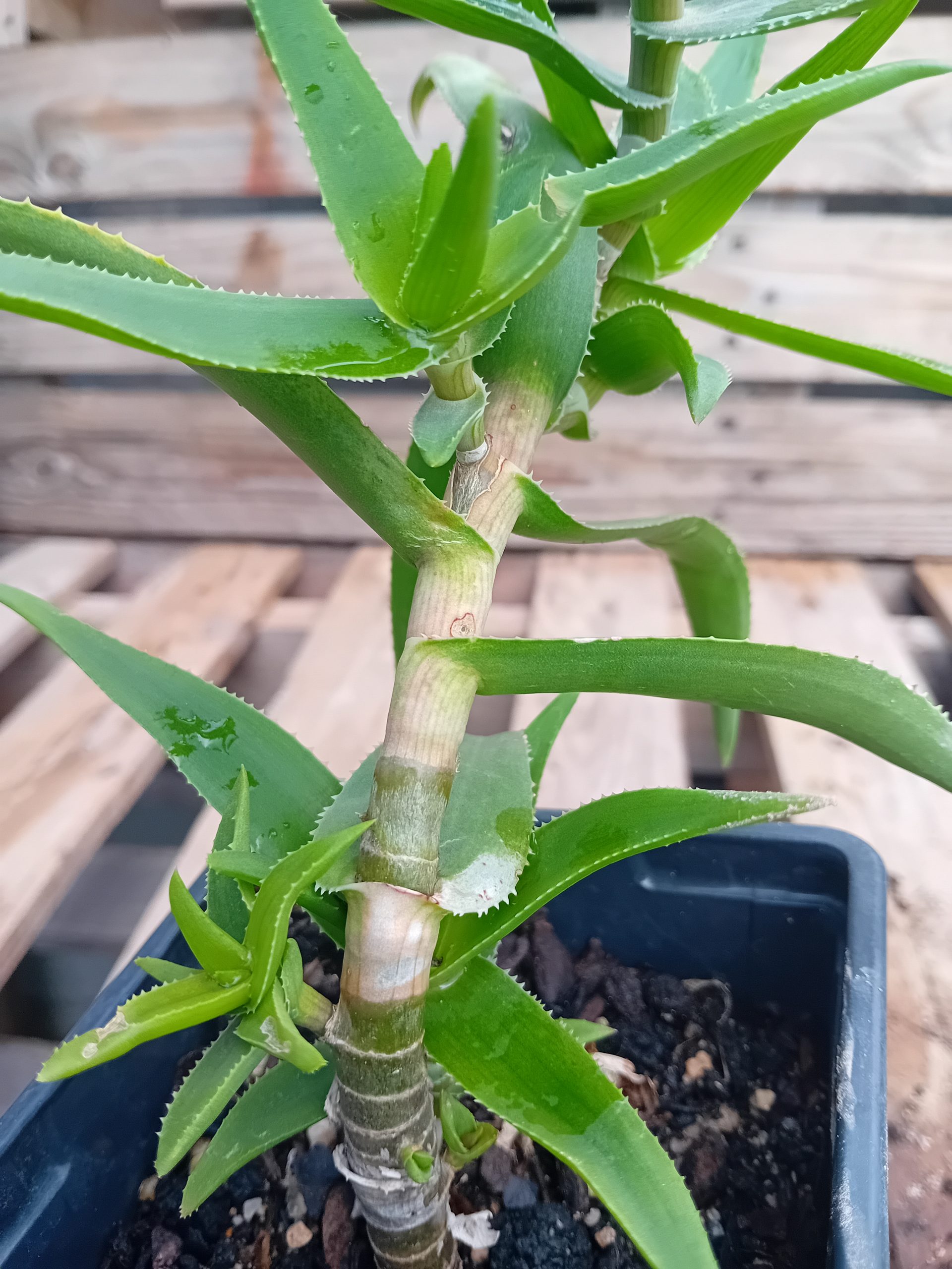 Aloe stratiatula suculenta
