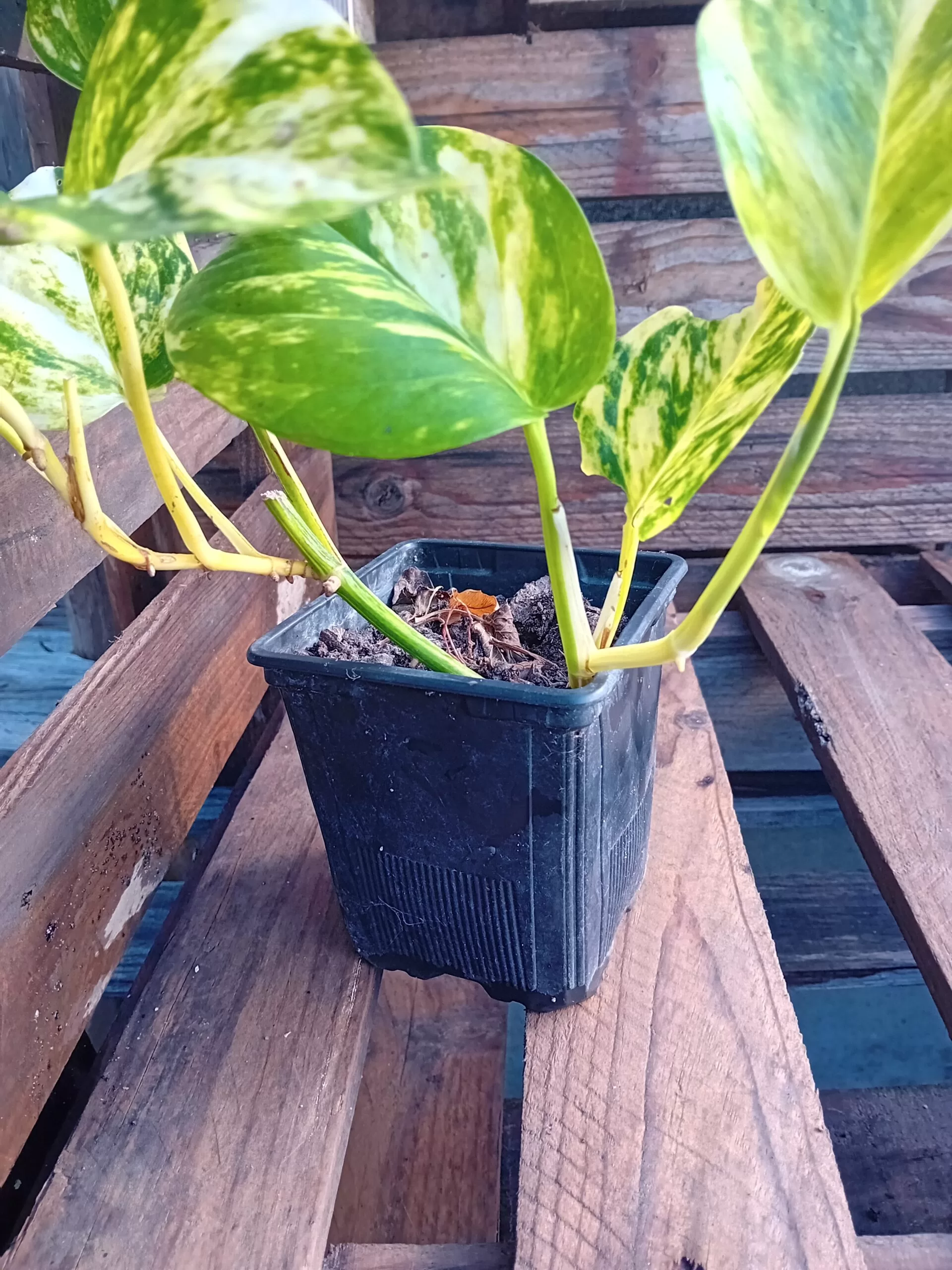Pothos (planta jiboia) trepadeira
