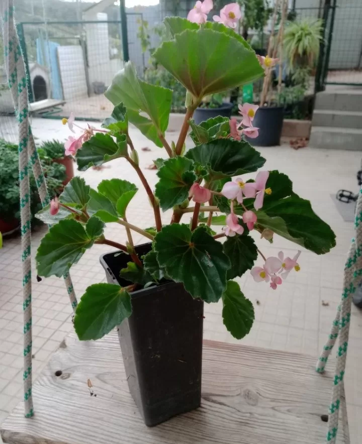 Begonia Formosana
