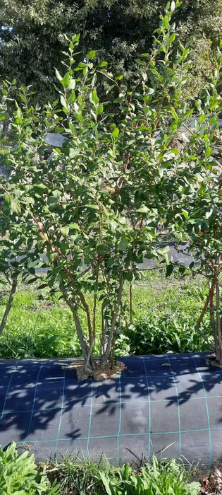 Plantas Mirtilo Bluecroop com 6 anos