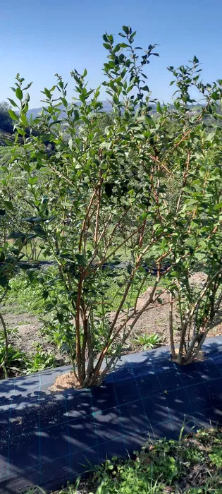 Plantas Mirtilo Bluecroop com 6 anos