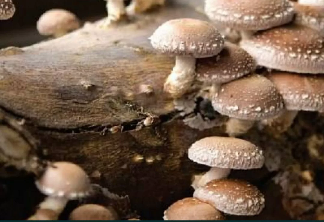 Vendo Cogumelos Shiitake frescos e biológicos.