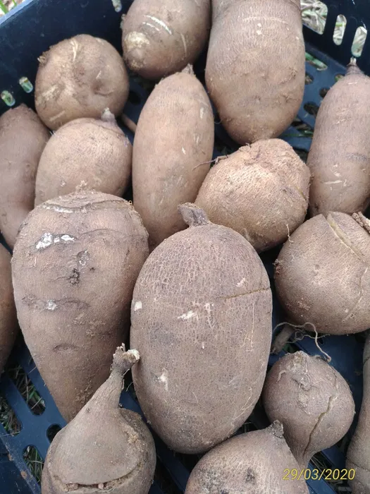 Yacon batata e fruta
