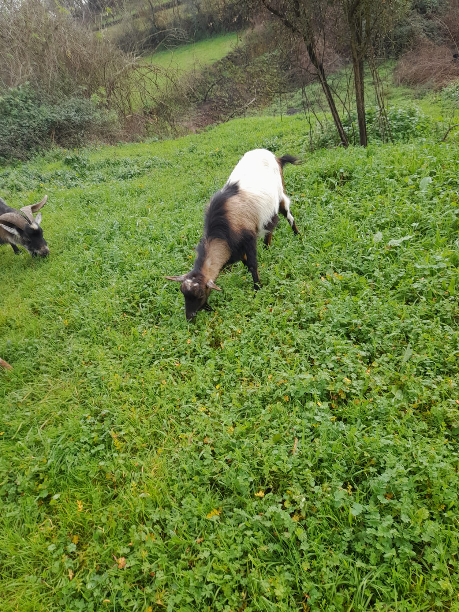 Cabra e cabrito para venda