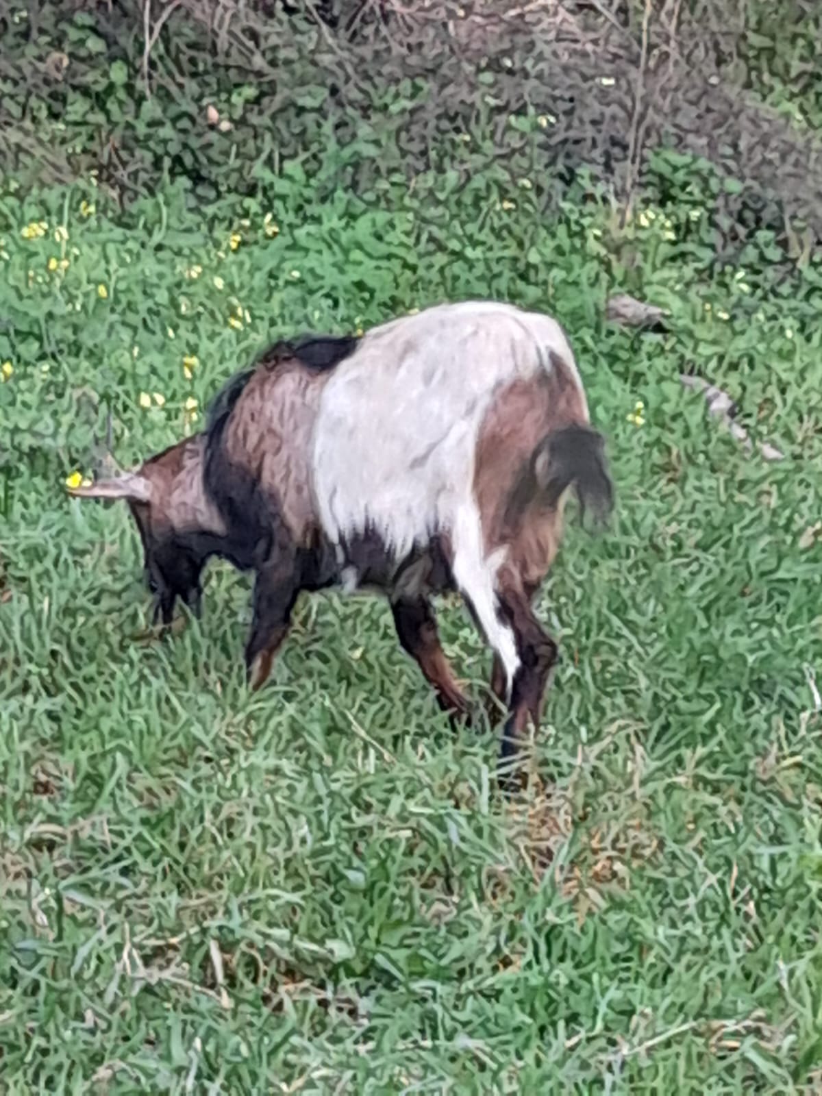 Cabra e cabrito para venda