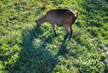 Cabra e cabrito para venda