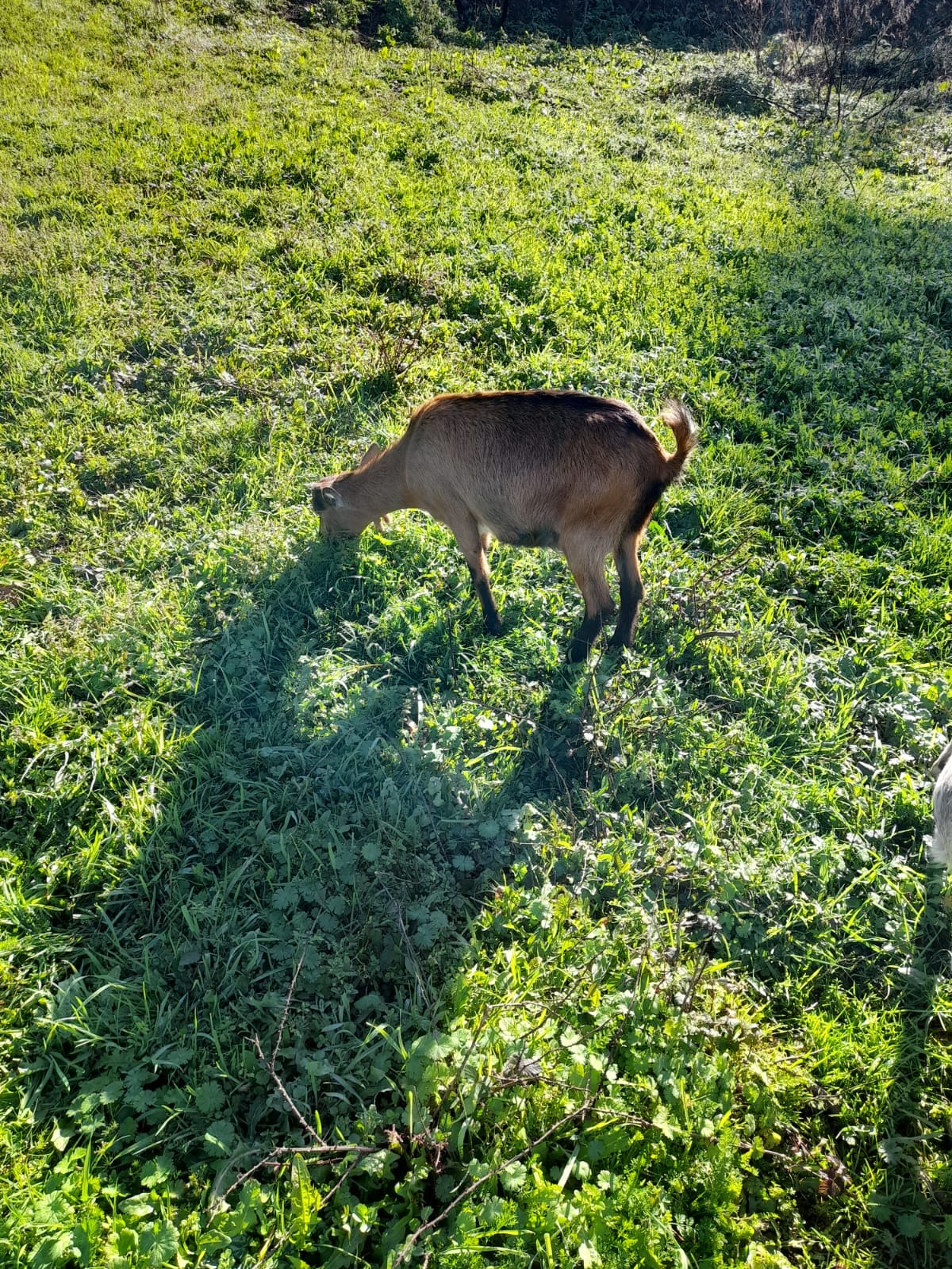 Cabra e cabrito para venda