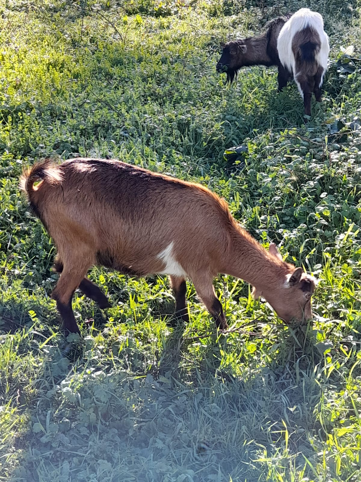 Cabra e cabrito para venda