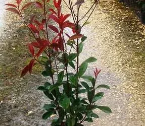 Fotínia "Red Robin" (Photinia) 60/80 cm