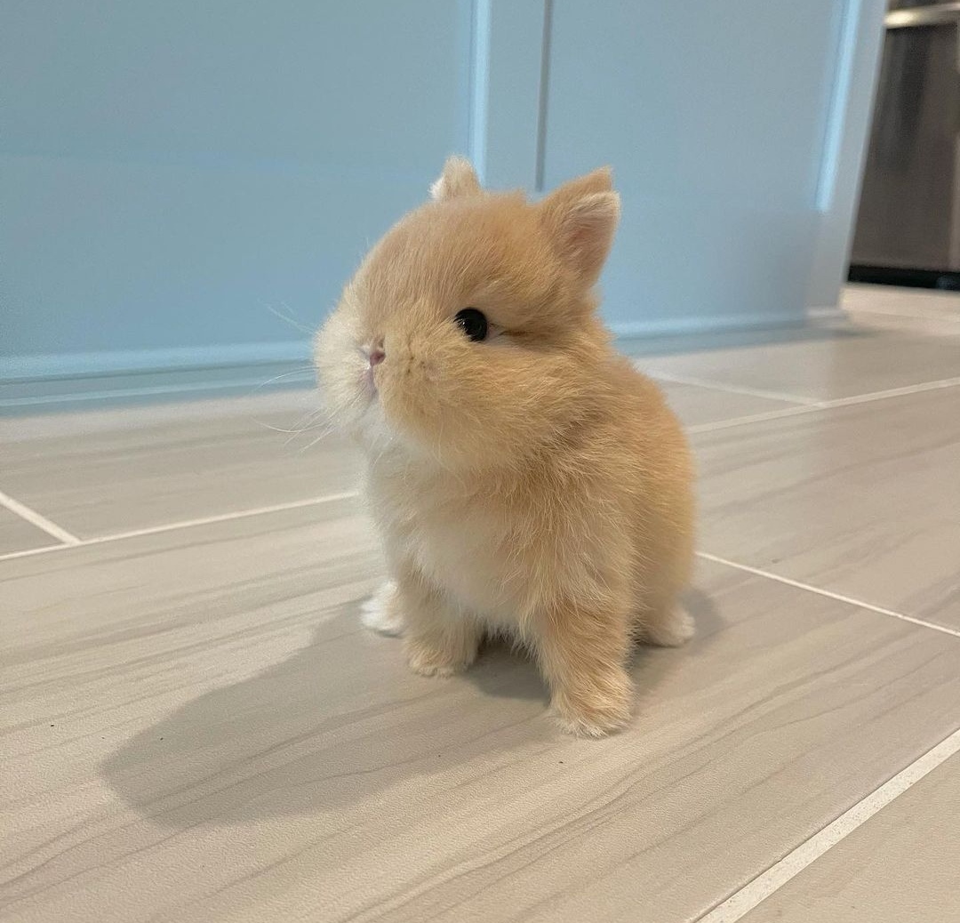 Coelhos anões minitoy, holandês mini e teddy