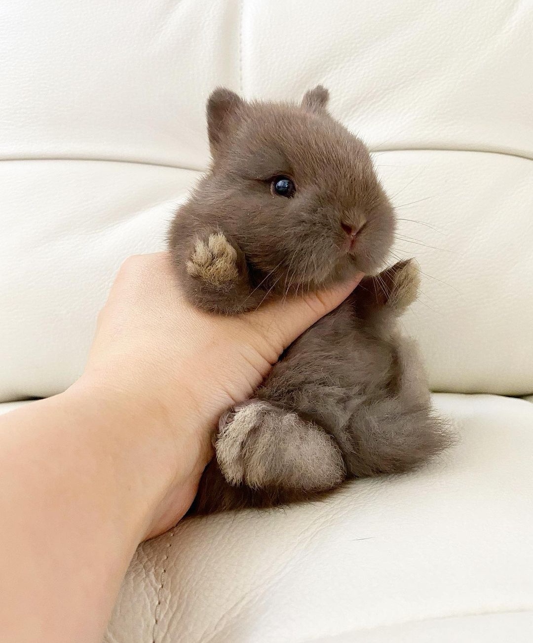 Coelhos anões minitoy, holandês mini e teddy