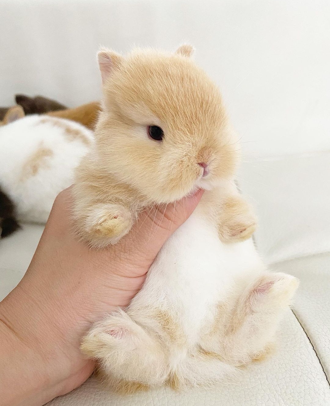 Coelhos anões minitoy, holandês mini e teddy