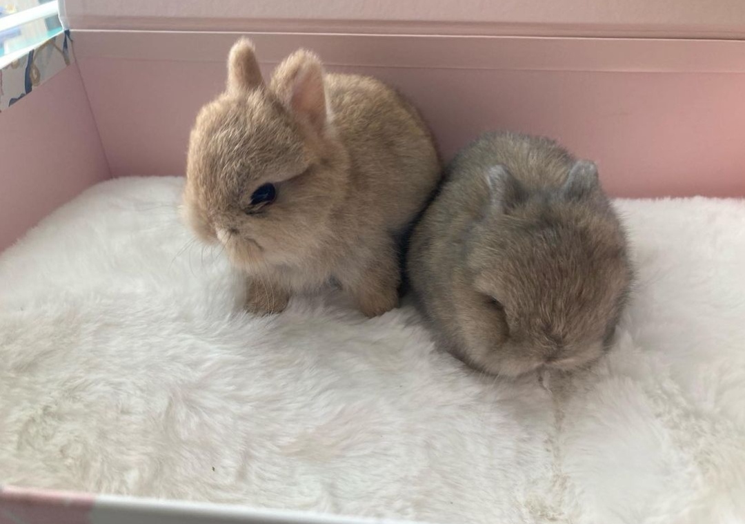 Coelhos anões minitoy, holandês mini e teddy