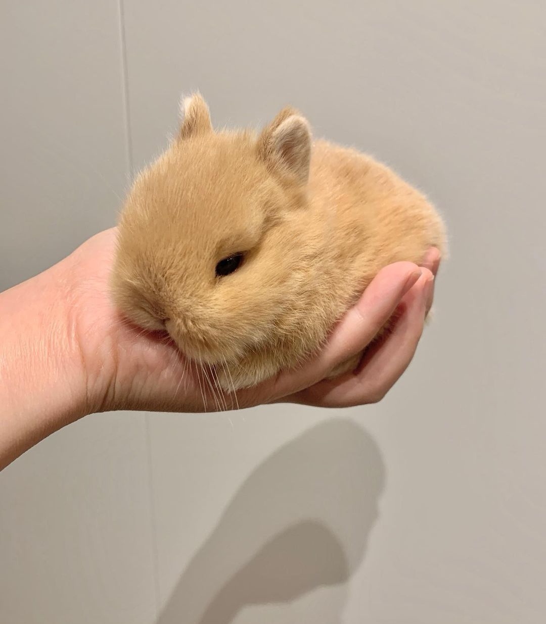 Coelhos anões minitoy, holandês mini e teddy