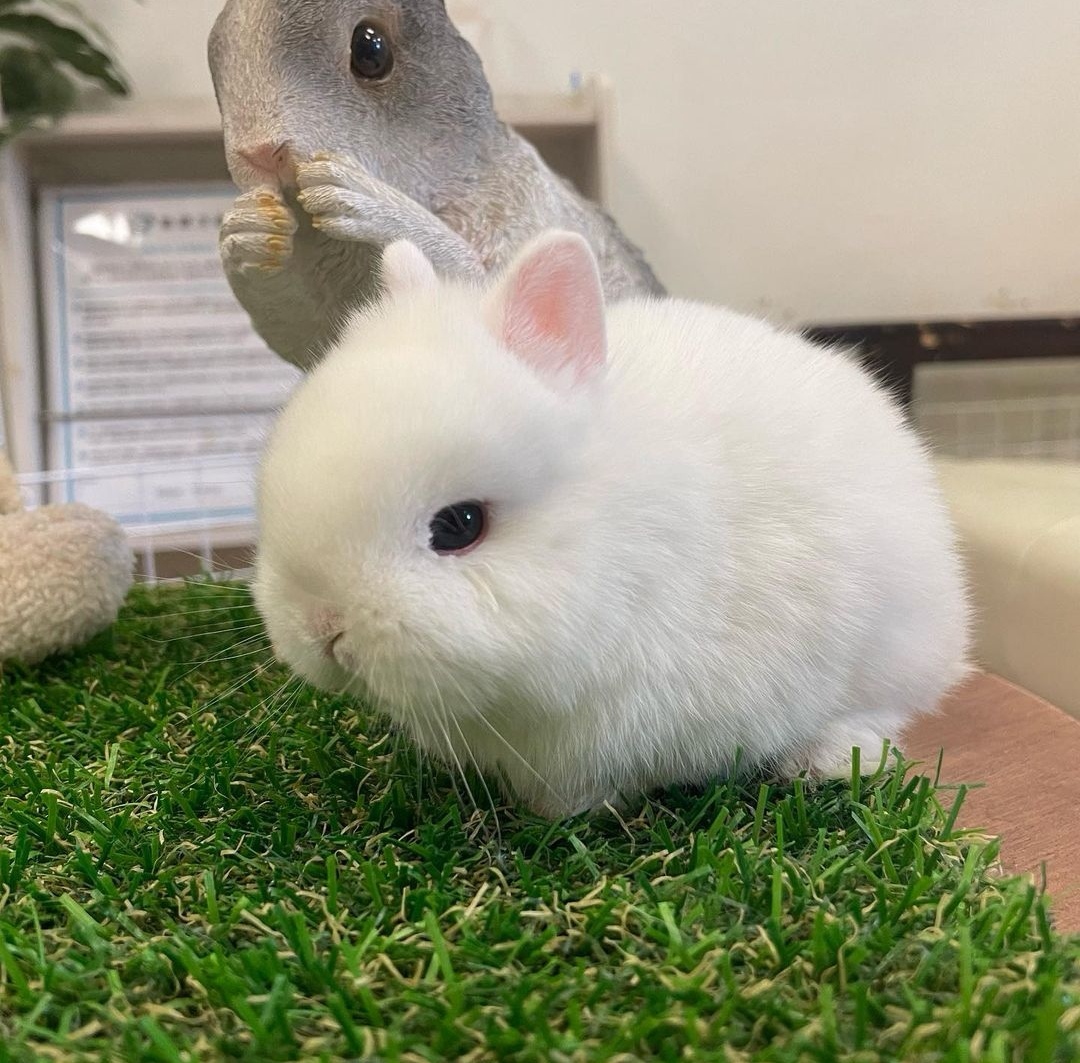 Coelhos anões minitoy, holandês mini e teddy